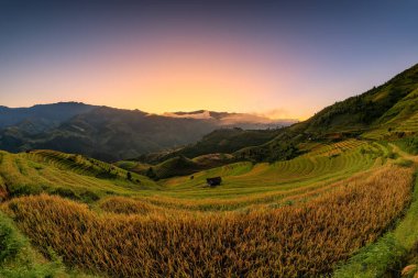 Mu Cang Chai, YenBai, Vietnam 'daki pirinç tarlaları. Pirinç tarlaları Kuzeybatı Vietnam 'da hasat hazırlıyor. Vietnam manzaraları..