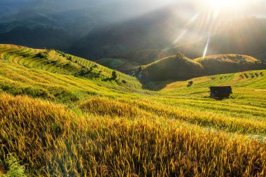 Mu Cang Chai, YenBai, Vietnam 'daki pirinç tarlaları. Pirinç tarlaları Kuzeybatı Vietnam 'da hasat hazırlıyor. Vietnam manzaraları..