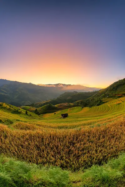 Mu Cang Chai, YenBai, Vietnam 'daki pirinç tarlaları. Pirinç tarlaları Kuzeybatı Vietnam 'da hasat hazırlıyor. Vietnam manzaraları..