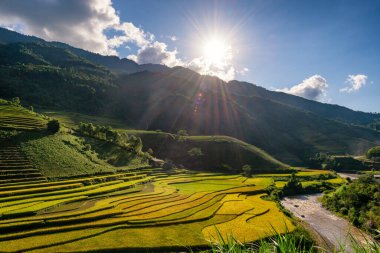 Mu Cang Chai, YenBai, Vietnam 'daki pirinç tarlaları. Pirinç tarlaları Kuzeybatı Vietnam 'da hasat hazırlıyor. Vietnam manzaraları..