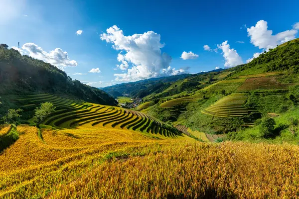 Mu Cang Chai, YenBai, Vietnam 'daki pirinç tarlaları. Pirinç tarlaları Kuzeybatı Vietnam 'da hasat hazırlıyor. Vietnam manzaraları..