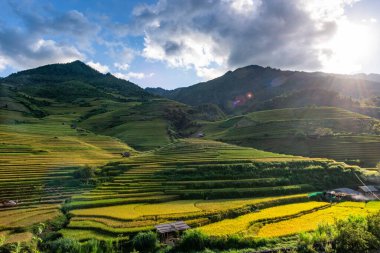 Mu Cang Chai, YenBai, Vietnam 'daki pirinç tarlaları. Pirinç tarlaları Kuzeybatı Vietnam 'da hasat hazırlıyor. Vietnam manzaraları..
