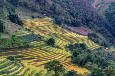Mu Cang Chai, YenBai, Vietnam 'daki pirinç tarlaları. Pirinç tarlaları Kuzeybatı Vietnam 'da hasat hazırlıyor. Vietnam manzaraları..