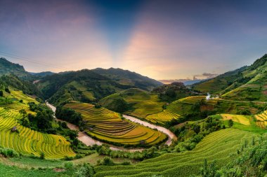 Mu Cang Chai, YenBai, Vietnam 'daki pirinç tarlaları. Pirinç tarlaları Kuzeybatı Vietnam 'da hasat hazırlıyor. Vietnam manzaraları..