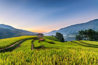 Mu Cang Chai, YenBai, Vietnam 'daki pirinç tarlaları. Pirinç tarlaları Kuzeybatı Vietnam 'da hasat hazırlıyor. Vietnam manzaraları..