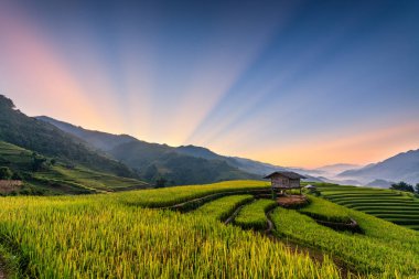 Mu Cang Chai, YenBai, Vietnam 'daki pirinç tarlaları. Pirinç tarlaları Kuzeybatı Vietnam 'da hasat hazırlıyor. Vietnam manzaraları..