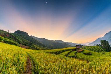 Mu Cang Chai, YenBai, Vietnam 'daki pirinç tarlaları. Pirinç tarlaları Kuzeybatı Vietnam 'da hasat hazırlıyor. Vietnam manzaraları..