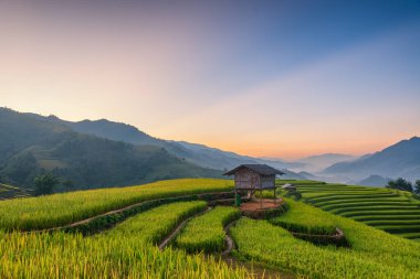 Mu Cang Chai, YenBai, Vietnam 'daki pirinç tarlaları. Pirinç tarlaları Kuzeybatı Vietnam 'da hasat hazırlıyor. Vietnam manzaraları..
