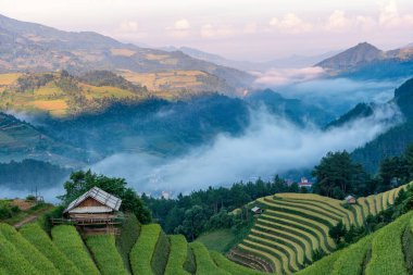 Mu Cang Chai, YenBai, Vietnam 'daki pirinç tarlaları. Pirinç tarlaları Kuzeybatı Vietnam 'da hasat hazırlıyor. Vietnam manzaraları..