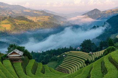 Mu Cang Chai, YenBai, Vietnam 'daki pirinç tarlaları. Pirinç tarlaları Kuzeybatı Vietnam 'da hasat hazırlıyor. Vietnam manzaraları..