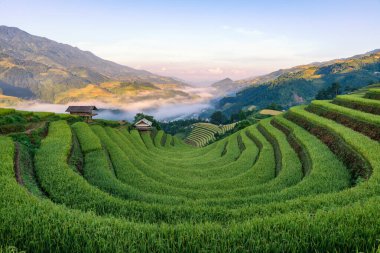 Mu Cang Chai, YenBai, Vietnam 'daki pirinç tarlaları. Pirinç tarlaları Kuzeybatı Vietnam 'da hasat hazırlıyor. Vietnam manzaraları..