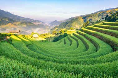 Mu Cang Chai, YenBai, Vietnam 'daki pirinç tarlaları. Pirinç tarlaları Kuzeybatı Vietnam 'da hasat hazırlıyor. Vietnam manzaraları..