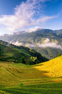 Mu Cang Chai, YenBai, Vietnam 'daki pirinç tarlaları. Pirinç tarlaları Kuzeybatı Vietnam 'da hasat hazırlıyor. Vietnam manzaraları..