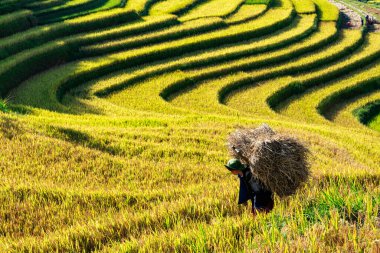Mu Cang Chai, Vietnam - 05 Kasım 2022: Teraslı alanda çalışan Vietnamlı kadın. Vietnam 'ın kuzeyindeki en güzel pirinç tarlaları..