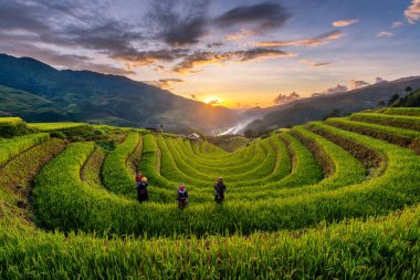 Mu Cang Chai, Vietnam - 05 Kasım 2022: Teraslı alanda çalışan Vietnamlı kadın. Vietnam 'ın kuzeyindeki en güzel pirinç tarlaları..