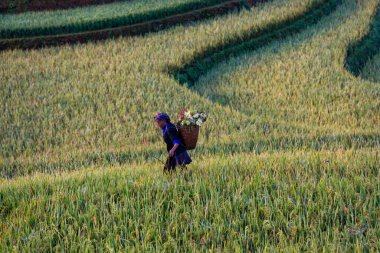 Mu Cang Chai, Vietnam - 05 Kasım 2022: Teraslı alanda çalışan Vietnamlı kadın. Vietnam 'ın kuzeyindeki en güzel pirinç tarlaları..