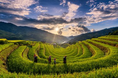 Mu Cang Chai, Vietnam - 05 Kasım 2022: Teraslı alanda çalışan Vietnamlı kadın. Vietnam 'ın kuzeyindeki en güzel pirinç tarlaları..