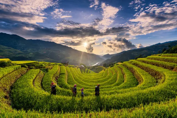 Mu Cang Chai, Vietnam - 05 Kasım 2022: Teraslı alanda çalışan Vietnamlı kadın. Vietnam 'ın kuzeyindeki en güzel pirinç tarlaları..