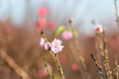 Tet Fesival, Vietnam Ay Yılı 'ndan önce Nhat Tan çiçek köyünde renkli çiçekler açar. Baharda Nhat Tan Köprüsü