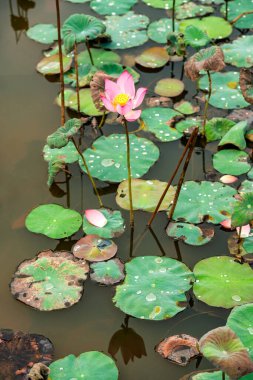 Hue, Vietnam 'da Mor Yasak Şehir içinde Meridyen İmparatorluk Şehri' nin muhteşem manzarası. Hue 'daki Nguyen Hanedanlığı Kraliyet Sarayı.