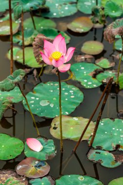 Hue, Vietnam 'da Mor Yasak Şehir içinde Meridyen İmparatorluk Şehri' nin muhteşem manzarası. Hue 'daki Nguyen Hanedanlığı Kraliyet Sarayı.