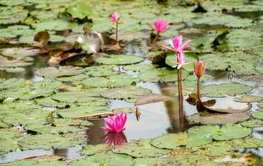 Hue, Vietnam 'da Mor Yasak Şehir içinde Meridyen İmparatorluk Şehri' nin muhteşem manzarası. Hue 'daki Nguyen Hanedanlığı Kraliyet Sarayı.