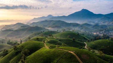 Vietnam 'ın Phu Tho bölgesindeki Long Coc çay tepesindeki çay tarlası ve gün doğumu manzarası.