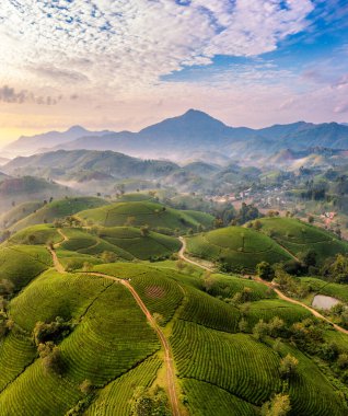 Vietnam 'ın Phu Tho bölgesindeki Long Coc çay tepesindeki çay tarlası ve gün doğumu manzarası.
