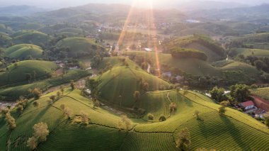 Vietnam 'ın Phu Tho bölgesindeki Long Coc çay tepesindeki çay tarlası ve gün doğumu manzarası.