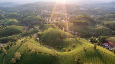 Aerial view of tea plantation and sunrise at Long Coc tea hill, Phu Tho province, Vietnam clipart