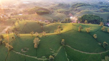 Aerial view of tea plantation and sunrise at Long Coc tea hill, Phu Tho province, Vietnam clipart