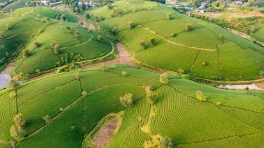 Aerial view of tea plantation and sunrise at Long Coc tea hill, Phu Tho province, Vietnam clipart