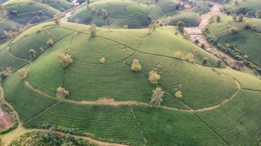 Vietnam 'ın Phu Tho bölgesindeki Long Coc çay tepesindeki çay tarlası ve gün doğumu manzarası.