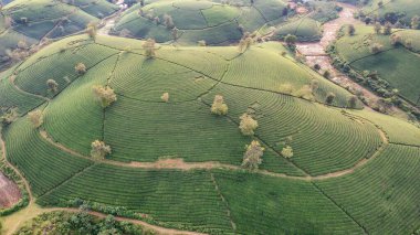 Aerial view of tea plantation and sunrise at Long Coc tea hill, Phu Tho province, Vietnam clipart