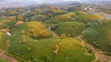 Aerial view of tea plantation and sunrise at Long Coc tea hill, Phu Tho province, Vietnam clipart