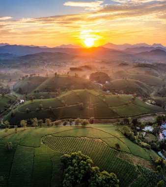 Aerial view of tea plantation and sunrise at Long Coc tea hill, Phu Tho province, Vietnam clipart