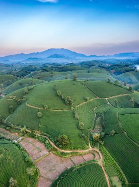 Aerial view of tea plantation and sunrise at Long Coc tea hill, Phu Tho province, Vietnam clipart