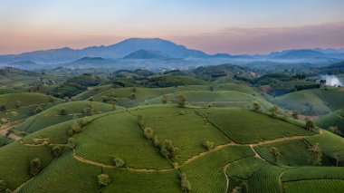 Vietnam 'ın Phu Tho bölgesindeki Long Coc çay tepesindeki çay tarlası ve gün doğumu manzarası.
