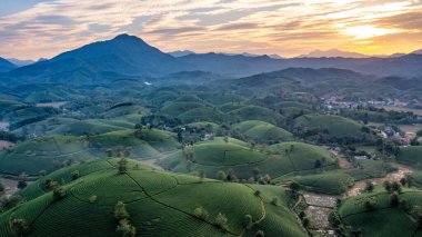 Aerial view of tea plantation and sunrise at Long Coc tea hill, Phu Tho province, Vietnam clipart