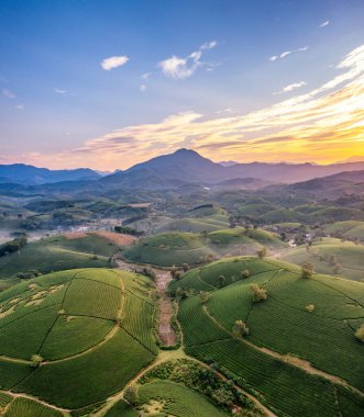 Vietnam 'ın Phu Tho bölgesindeki Long Coc çay tepesindeki çay tarlası ve gün doğumu manzarası.