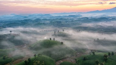 Vietnam 'ın Phu Tho bölgesindeki Long Coc çay tepesindeki çay tarlası ve gün doğumu manzarası.