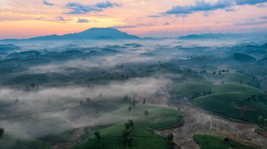 Vietnam 'ın Phu Tho bölgesindeki Long Coc çay tepesindeki çay tarlası ve gün doğumu manzarası.