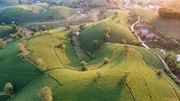 Vietnam 'ın Phu Tho bölgesindeki Long Coc çay tepesindeki çay tarlası ve gün doğumu manzarası.