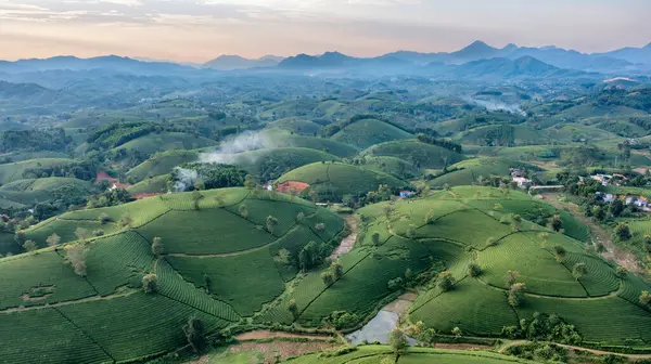 Vietnam 'ın Phu Tho bölgesindeki Long Coc çay tepesindeki çay tarlası ve gün doğumu manzarası.
