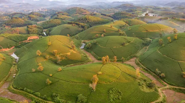 Vietnam 'ın Phu Tho bölgesindeki Long Coc çay tepesindeki çay tarlası ve gün doğumu manzarası.