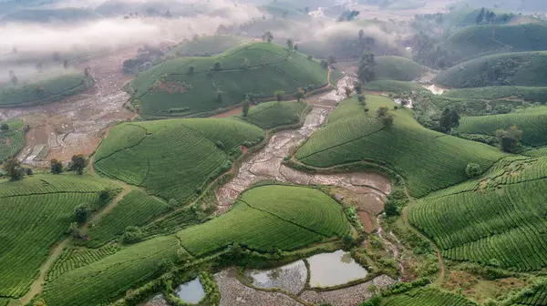 Vietnam 'ın Phu Tho bölgesindeki Long Coc çay tepesindeki çay tarlası ve gün doğumu manzarası.