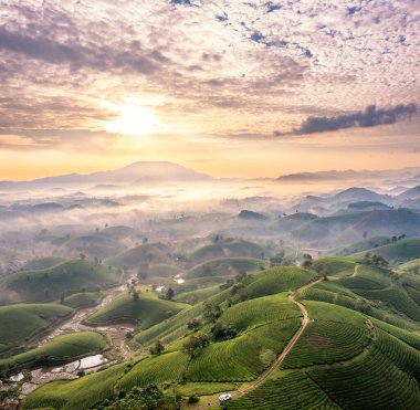 Vietnam 'ın Phu Tho bölgesindeki Long Coc çay tepesindeki çay tarlası ve gün doğumu manzarası.