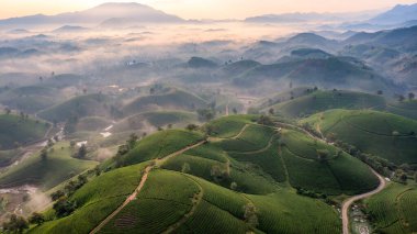 Aerial view of tea plantation and sunrise at Long Coc tea hill, Phu Tho province, Vietnam clipart