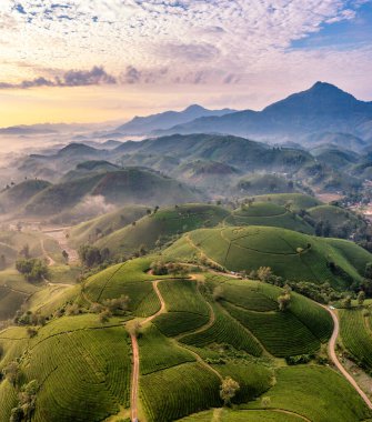 Vietnam 'ın Phu Tho bölgesindeki Long Coc çay tepesindeki çay tarlası ve gün doğumu manzarası.