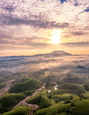 Vietnam 'ın Phu Tho bölgesindeki Long Coc çay tepesindeki çay tarlası ve gün doğumu manzarası.
